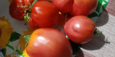 Vendo tomates frescos de huerta a un precio excepcional