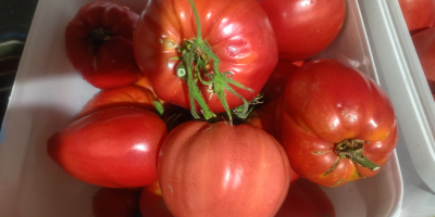 Vendo tomates frescos de huerta a un precio excepcional