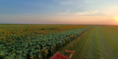 Hola. Vendo semillas de girasol directamente del campo. La