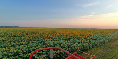 Hola. Vendo semillas de girasol directamente del campo. La