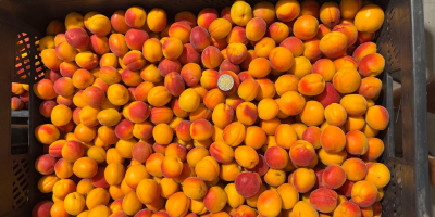 Vendo albaricoques Harlayne pequeños y calibrados. Directamente del productor.
