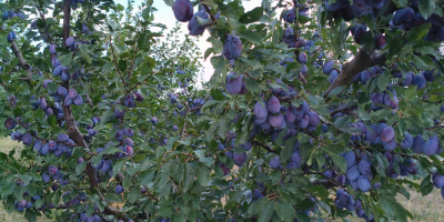 Vendo ciruelas pasas de la variedad "Stanley" con certificado