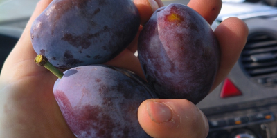 Vendo ciruelas pasas de la variedad "Stanley" con certificado
