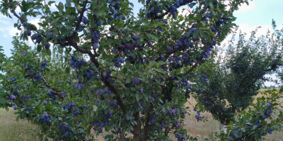 Vendo ciruelas pasas de la variedad "Stanley" con certificado