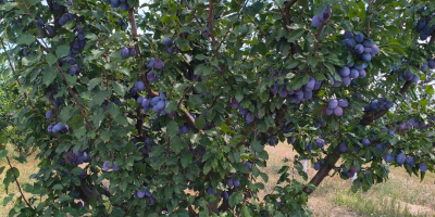 Vendo ciruelas pasas de la variedad "Stanley" con certificado