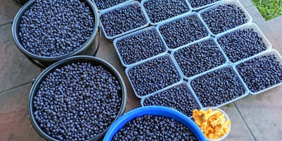 Venderé diariamente bayas puras cosechadas hasta 100 kg por