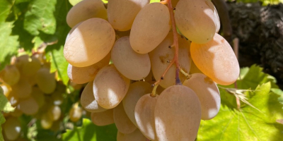 Uvas certificadas de alta calidad para la producción de