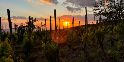Uvas certificadas de alta calidad para la producción de