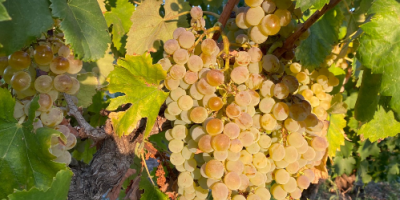 Uvas certificadas de alta calidad para la producción de