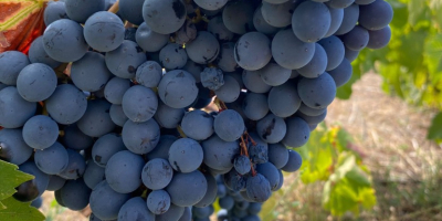 Uvas certificadas de alta calidad para la producción de