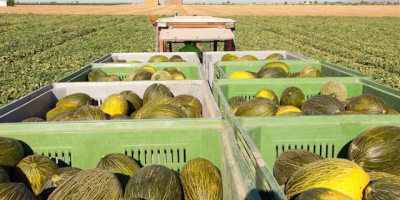Se venden sandías, melones honeydew y cantalupos. También es