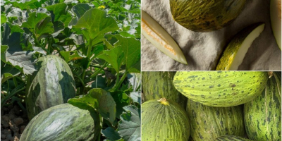 Se venden sandías, melones honeydew y cantalupos. También es