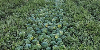 Se venden sandías, melones honeydew y cantalupos. También es