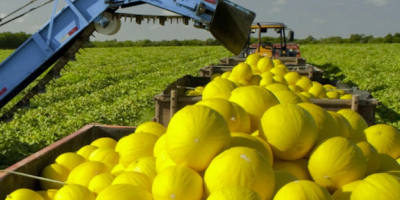 Se venden sandías, melones honeydew y cantalupos. También es