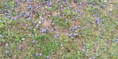 Ciruelas en venta para la elaboración de brandy