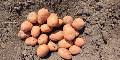 Vendo papas de consumo, Carrera y Bellarosa, sanas, seleccionadas