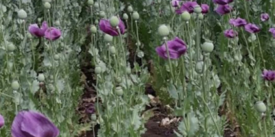 Semillas de amapola azul listas para usar, cantidad 4