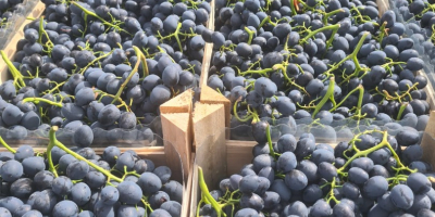 Uvas frescas de Moldavia. Disponemos de entre 900 y