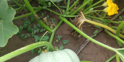 Vendo calabazas para pastel Sampson f1.