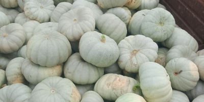 Vendo calabazas para pastel Sampson f1.
