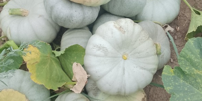 Vendo calabazas para pastel Sampson f1.