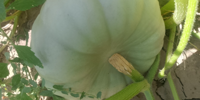 Vendo calabazas para pastel Sampson f1.
