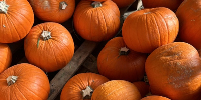Calabazas de Halloween 2026. Suministramos calabazas cultivadas en nuestros