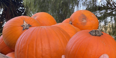 Calabazas de Halloween 2026. Suministramos calabazas cultivadas en nuestros