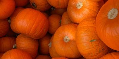 Calabazas de Halloween 2026. Suministramos calabazas cultivadas en nuestros