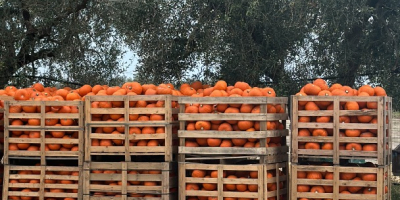 Calabazas de Halloween 2026. Suministramos calabazas cultivadas en nuestros