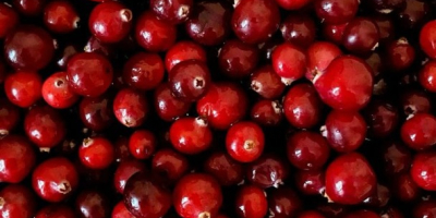 Arándanos rojos de jardín de alta calidad. Realizamos envíos