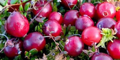 Arándanos rojos de jardín de alta calidad. Realizamos envíos