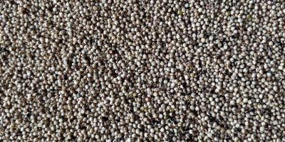 Producción de sorgo blanco 2026, limpio, seco, análisis muy