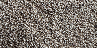 Producción de sorgo blanco 2026, limpio, seco, análisis muy