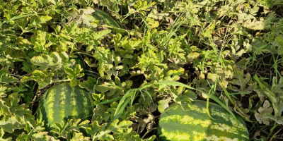 Vendo sandías al por mayor, directamente del campo, en