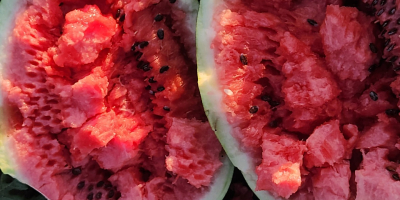 Hola, somos agricultores con muchos años de experiencia en