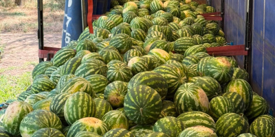 Hola, somos agricultores con muchos años de experiencia en