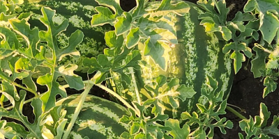 Hola, somos agricultores con muchos años de experiencia en