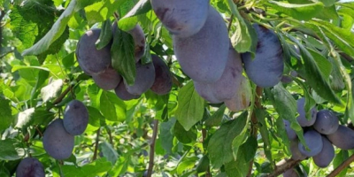 300 toneladas de ciruelas Stanley frescas en venta. Ofrezco