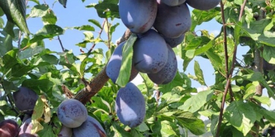 300 toneladas de ciruelas Stanley frescas en venta. Ofrezco