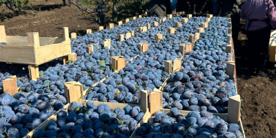 Cajas de madera de 10 kg: ciruelas Stanley frescas