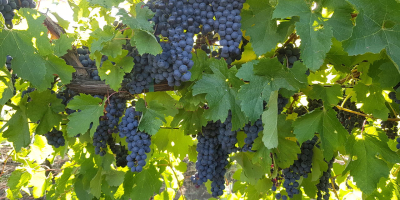Uvas de mesa - principalmente Coarna Regala Romanianască con