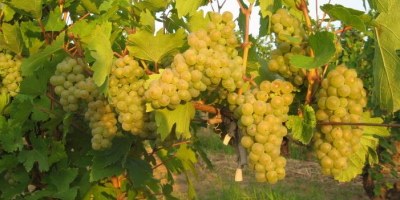 Uvas de mesa - principalmente Coarna Regala Romanianască con