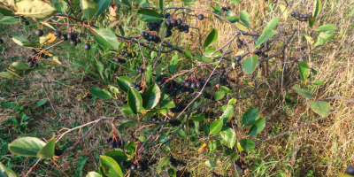 Vendo aronia orgánica certificada, zona de Prahova. Cantidad: 5