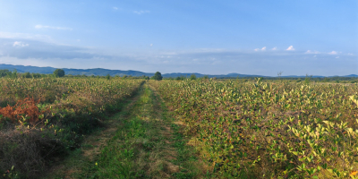 Vendo aronia orgánica certificada, zona de Prahova. Cantidad: 5