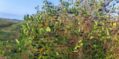 Vendo aronia orgánica certificada, zona de Prahova. Cantidad: 5