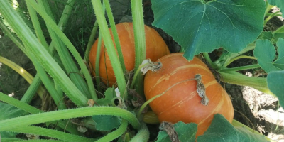 Hola, tengo 6 toneladas de calabazas de Hokkaido, variedad