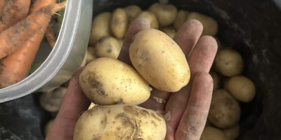 Hola, vendo patatas tiernas, variedad Mariola temprana, amarillas, sabrosas.