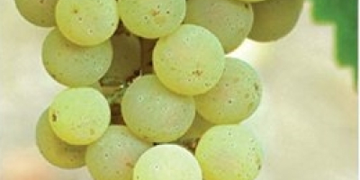Vendo uvas de vino italianas Riesling y Župljanka. Número