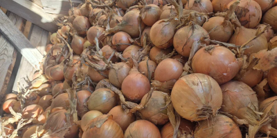 Cebollas a la venta 45+ | Bolsa | Majka